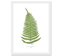Wee Blue Coo Fern Polypodium Catharinae Nature Plant Life Botanical Artwork Framed Wall Art Print A4