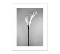 Wee Blue Coo Flower Black And White Calla Lily Art Print Canvas Premium Wall Decor Poster