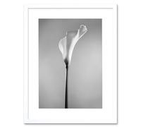 Wee Blue Coo Flower Black And White Calla Lily Art Print Framed Poster Wall Decor 12x16 inch
