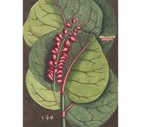 Wee Blue Coo Flower Coccoloba Uvifera Seagrape Art Print Poster Wall Decor