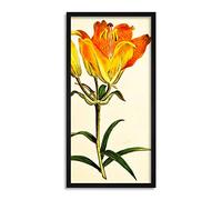 Wee Blue Coo Flower Lily OrangePetals Long Panel Framed Wall Art Print