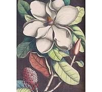 Wee Blue Coo Flower Magnolia Botany Art Print Canvas Premium Wall Decor Poster