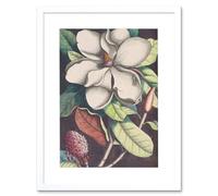 Wee Blue Coo Flower Magnolia Botany Art Print Framed Poster Wall Decor 12x16 inch