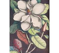 Wee Blue Coo Flower Magnolia Botany Large Wall Art Print Canvas Premium Poster