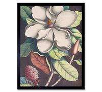 Wee Blue Coo Flower Magnolia Botany Vintage Art Print Framed Wall Decor 9X7 inch