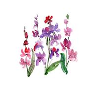 Wee Blue Coo Flower Orchid Watercolour Art Print Canvas Premium Wall Decor Poster