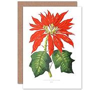 Wee Blue Coo Flower Poinsettia Pulcherrima Christmas Greeting Card With Envelope Inside Premium Quality