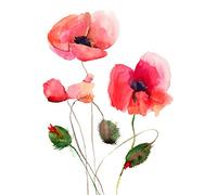 Wee Blue Coo Flower Poppies Watercolour Art Print Poster Wall Decor