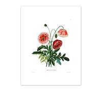 Wee Blue Coo Flower Poppy Coquelicot Double Art Print Canvas Premium Wall Decor Poster