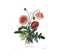 Wee Blue Coo Flower Poppy Coquelicot Double Art Print Canvas Premium Wall Decor Poster