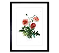Wee Blue Coo Flower Poppy Coquelicot Double Art Print Framed Poster Wall Decor 9x7 inch