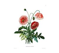 Wee Blue Coo Flower Poppy Coquelicot Double Art Print Poster Wall Decor