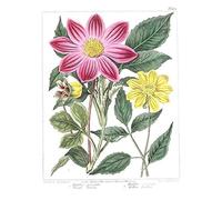 Wee Blue Coo Flower Purple And Yellow Dahlia Art Print Poster Wall Decor 12X16 Inch