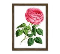 Wee Blue Coo Flower Red Pink Rose Artwork Framed Wall Art Print 18X24 Inch
