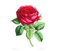 Wee Blue Coo Flower Rose Red Art Print Canvas Premium Wall Decor Poster
