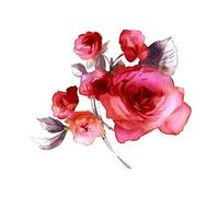 Wee Blue Coo Flower Roses Watercolour Art Print Canvas Premium Wall Decor Poster