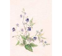 Wee Blue Coo Flower Veronica Watercolour Art Print Poster Wall Decor