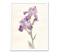 Wee Blue Coo Flower Violet Iris Watercolour Art Print Framed Poster Wall Decor 12X16 Inch