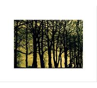 Wee Blue Coo Forest Monochrome Night Winter Art Picture Wall Art Print