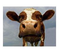 Wee Blue Coo Funny Cow Farm Animal Close Up Art Print Poster Wall Decor 12X16 Inch