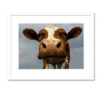 Wee Blue Coo Funny Cow Farm Animal Close Up Photo Framed Wall Art Print