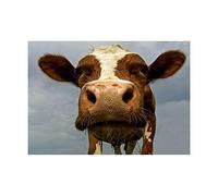 Wee Blue Coo Funny Cow Farm Animal Close Up Photo Wall Art Print