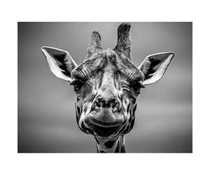 Wee Blue Coo Furlan Giraffe Head Face Art Print Poster Wall Decor 12X16 Inch