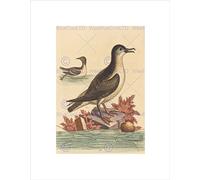 Wee Blue Coo George Edwards English Guillemot Puffin Isle Man Wall Art Print