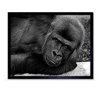 Wee Blue Coo Gorilla Ape Black White Portrait Art Print Framed Poster Wall Decor 12X16 Inch