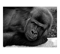 Wee Blue Coo Gorilla Ape Black White Portrait Art Print Poster Wall Decor 12X16 Inch
