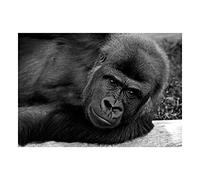 Wee Blue Coo Gorilla Ape Black White Portrait Photo Wall Art Print