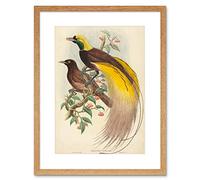 Wee Blue Coo Gould Hart British Bird Paradise Paradisea Framed Wall Art Print