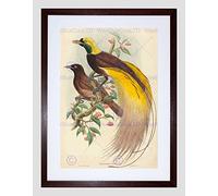 Wee Blue Coo Gould Hart British Bird Paradise Paradisea Framed Wall Art Print