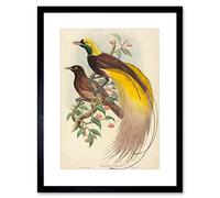 Wee Blue Coo Gould Hart British Bird Paradise Paradisea Framed Wall Art Print