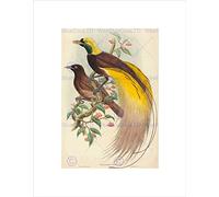 Wee Blue Coo Gould Hart British Bird Paradise Paradisea Wall Art Print