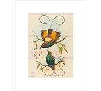 Wee Blue Coo Gould Hart British Magnificent Bird Paradise Art Wall Art Print