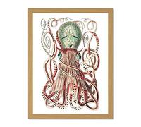 Wee Blue Coo Granulated Cuttle Octopus White Large Framed Art Print Wall Poster 18x24 inch