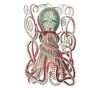 Wee Blue Coo Granulated Cuttle Octopus White Unframed Art Print Poster Wall Decor 12x16 inch