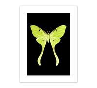 Wee Blue Coo Green Luna Moth Art Print Canvas Premium Wall Decor Poster