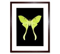 Wee Blue Coo Green Luna Moth Art Print Framed Poster Wall Decor 12x16 inch