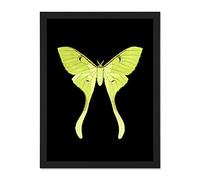 Wee Blue Coo Green Luna Moth Large Framed Art Print Wall Poster 18x24 inch