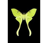 Wee Blue Coo Green Luna Moth Large Wall Art Print Canvas Premium Poster