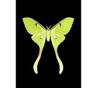 Wee Blue Coo Green Luna Moth Unframed Art Print Poster Wall Decor 12x16 inch