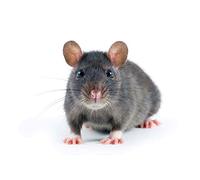 Wee Blue Coo Grey Rat Portrait Mouse Art Print Poster Wall Decor 12X16 Inch