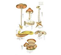 Wee Blue Coo Gus Mushrooms Concalus Oreades Art Print Poster Wall Decor 12X16 Inch