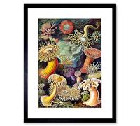 Wee Blue Coo Haeckel Anemone Sea Life Artwork Framed Wall Art Print 12X16 Inch