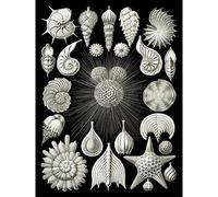 Wee Blue Coo Haeckel Plate 2 Sea Life Plankton Large Wall Art Poster Print Thick Paper 18X24 Inch