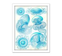 Wee Blue Coo Haeckel Plate 36 Jellyfish Medusa Artwork Framed Wall Art Print 18X24 Inch