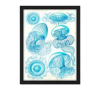 Wee Blue Coo Haeckel Plate 36 Jellyfish Medusa Artwork Framed Wall Art Print 18X24 Inch