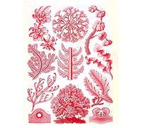 Wee Blue Coo Haeckel Plate 65 Red Algae Unframed Wall Art Print Poster Home Decor Premium